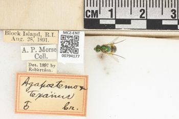 Media type: image;   Entomology 794177 Aspect: Labels